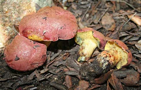 Boletus aemilii