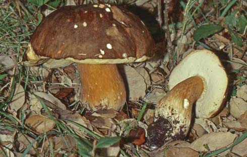 Boletus aereus