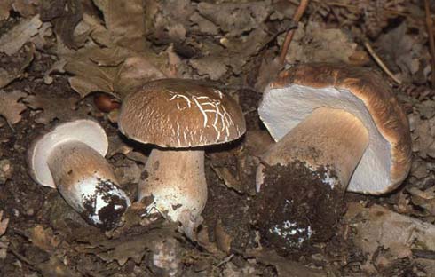 Boletus aestivalis Boletus aestivalis