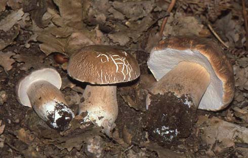 Boletus aestivalis