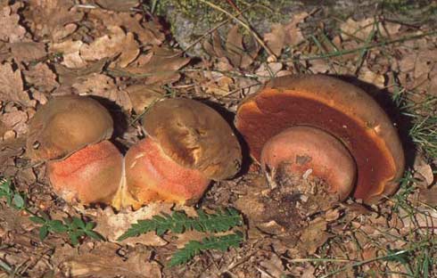 Boletus erythropus