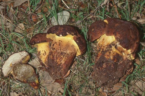 Boletus fragrans Boletus fragrans