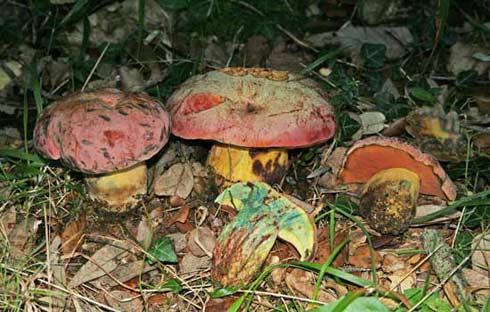 Boletus lupinus Boletus lupinus