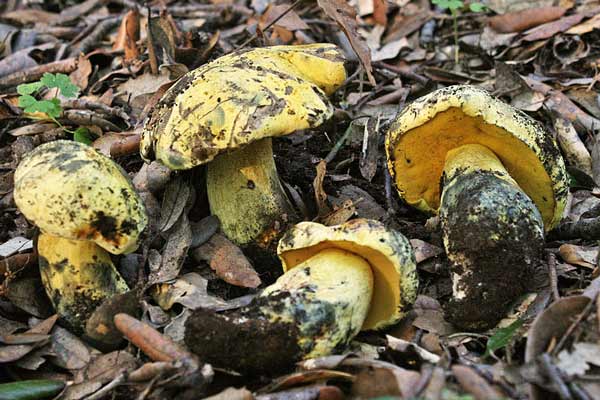 Boletus luridiformis