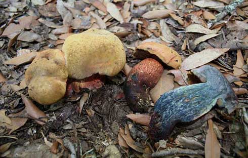 Boletus luridus Boletus luridus