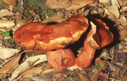Boletus permagnificus Boletus permagnificus
