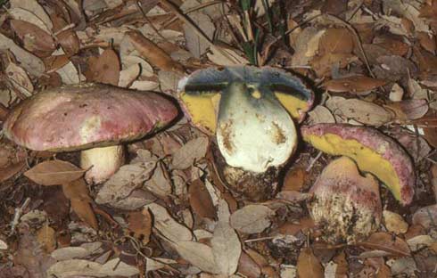 Boletus pulchotinctus Boletus pulchotinctus