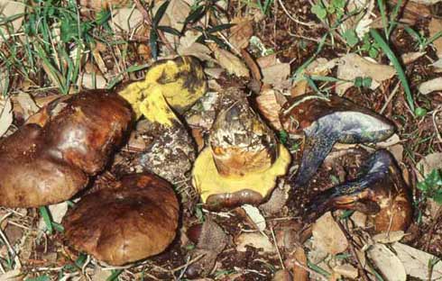 Boletus pulverulentus Boletus pulverulentus