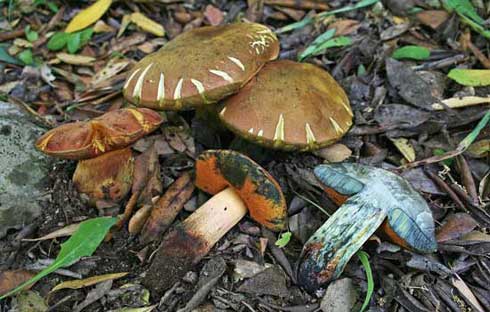 Boletus queletii Boletus queletii