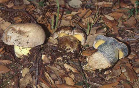 Boletus radicans Boletus radicans