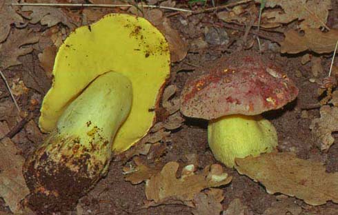 Boletus regius