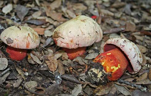 Boletus rhodoxanthus