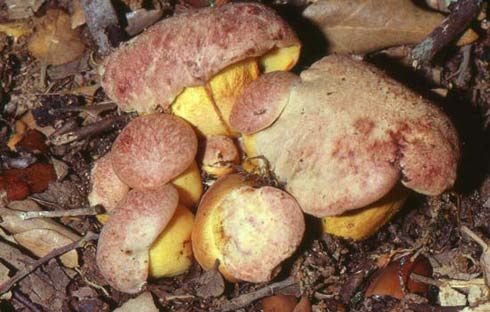 Boletus roseoalbidus