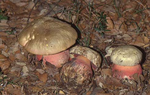 Boletus satanas Boletus satanas