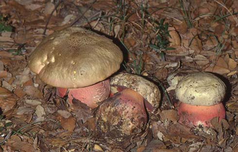 Boletus satanas