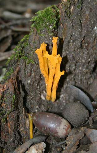 Calocera viscosa Calocera viscosa