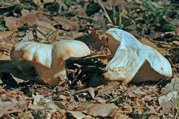 Calocybe gambosa Calocybe gambosa