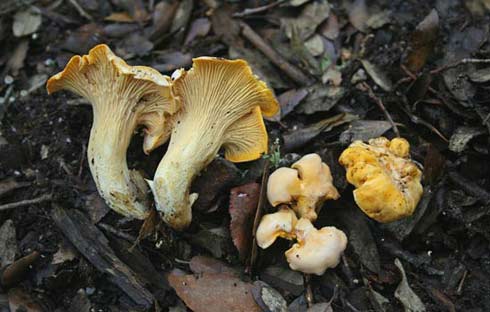 Cantharellus cibarius