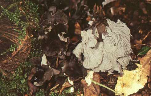 Cantharellus cinereus Cantharellus cinereus