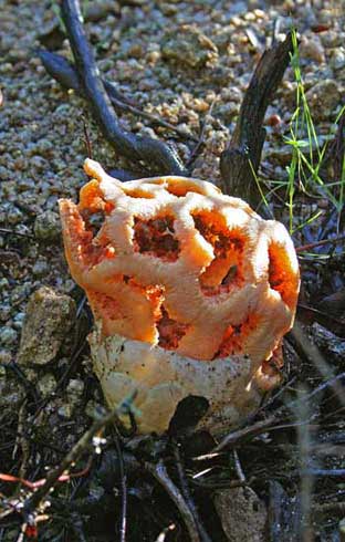 Clathrus ruber Clathrus ruber