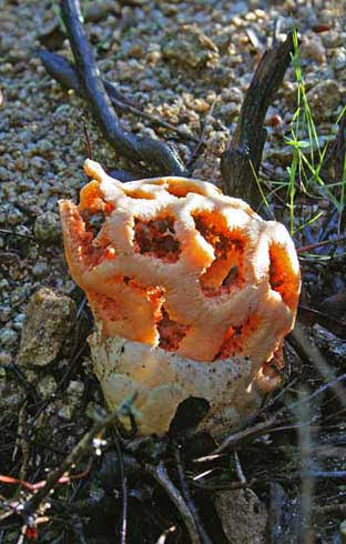 Clathrus ruber