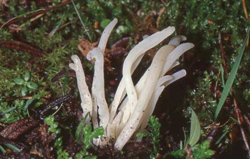 Clavaria fragilis Clavaria fragilis