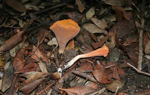 Clavariadelphus truncatus Clavariadelphus truncatus
