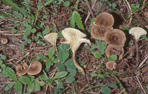 Clitocybe font-queri Clitocybe font-queri