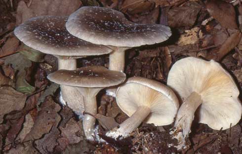 Clitocybe nebularis Clitocybe nebularis