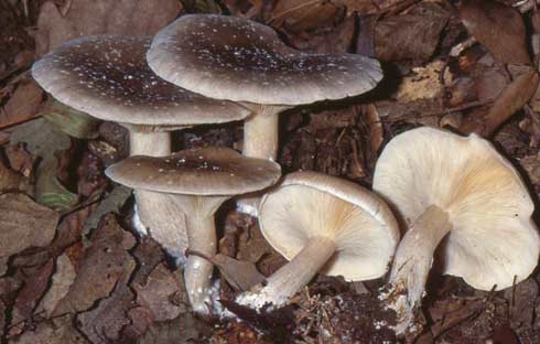 Clitocybe nebularis