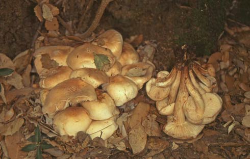 Collybia fusipes