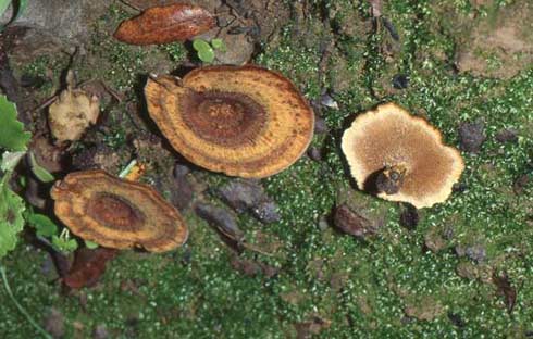Coltricia perennis Coltricia perennis