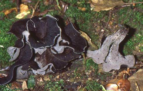 Craterellus cornucopioides