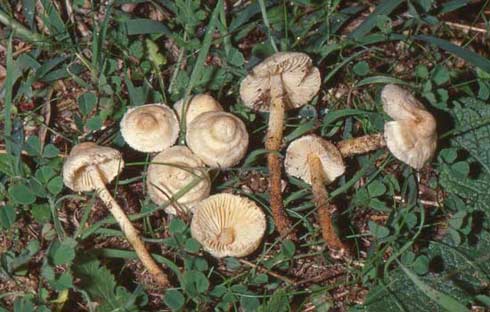Crinipellis sardoa Crinipellis sardoa