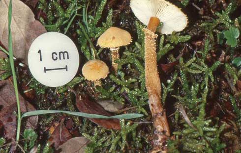 Cystoderma amianthinum Cystoderma amianthinum