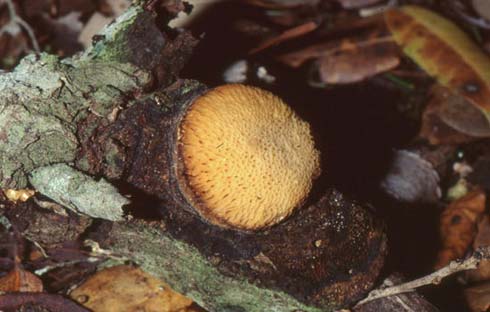 Dichomitus campestris