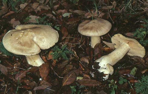 Entoloma sinuatum