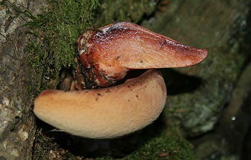 Fistulina hepatica