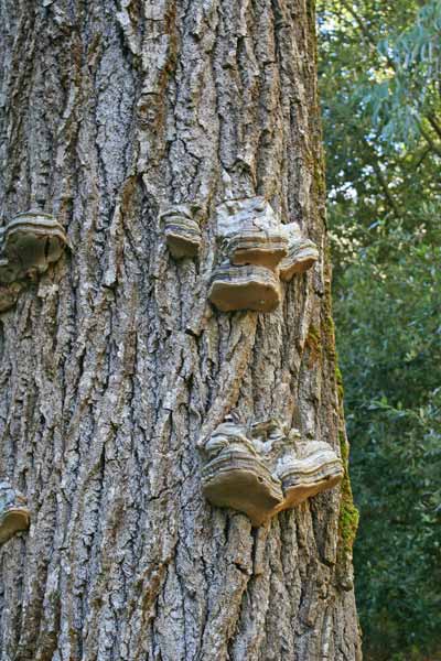 Fomes fomentarius