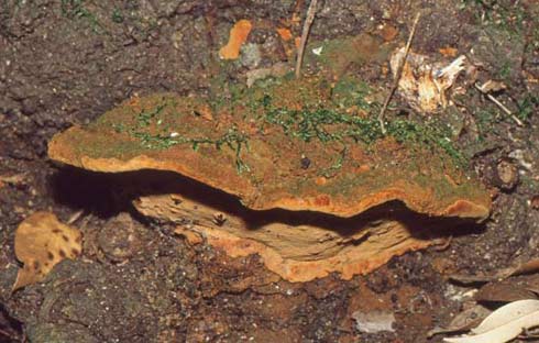 Fuscoporia torulosa