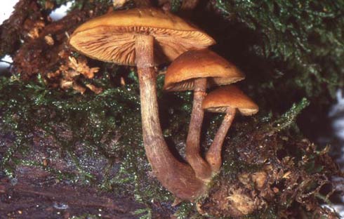 Galerina marginata