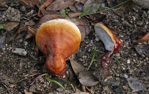 Ganoderma lucidum