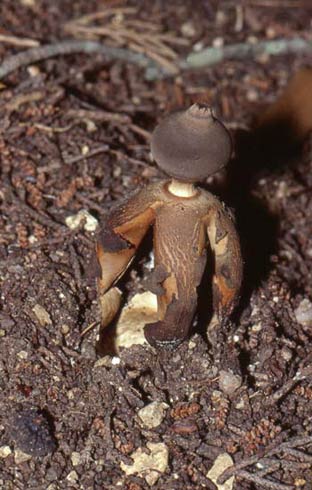 Geastrum quadrifidum