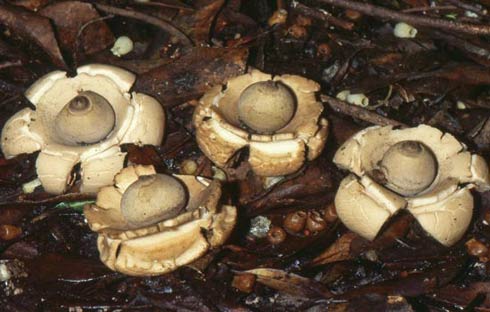 Geastrum triplex