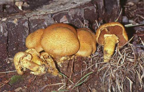 Gymnopilus spectabilis