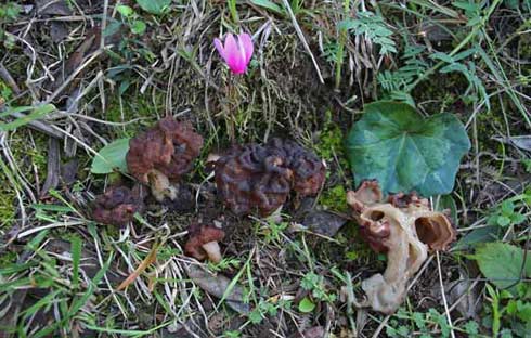 Gyromitra esculenta