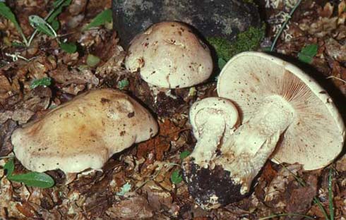 Hebeloma crustuliniforme