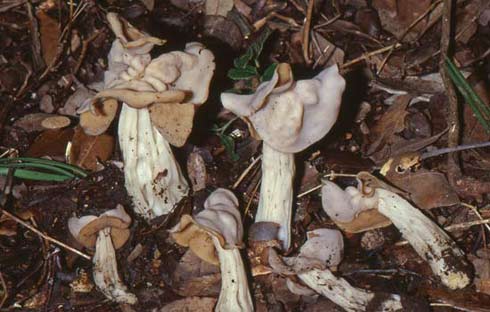 Helvella crispa