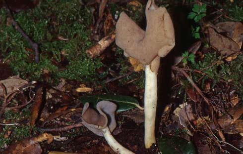 Helvella elastica