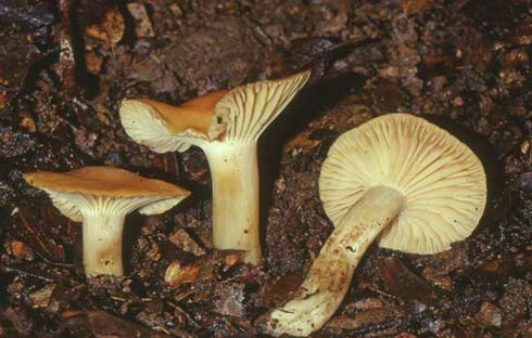 Hygrocybe pratensis